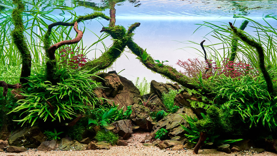 Aquascaping 
