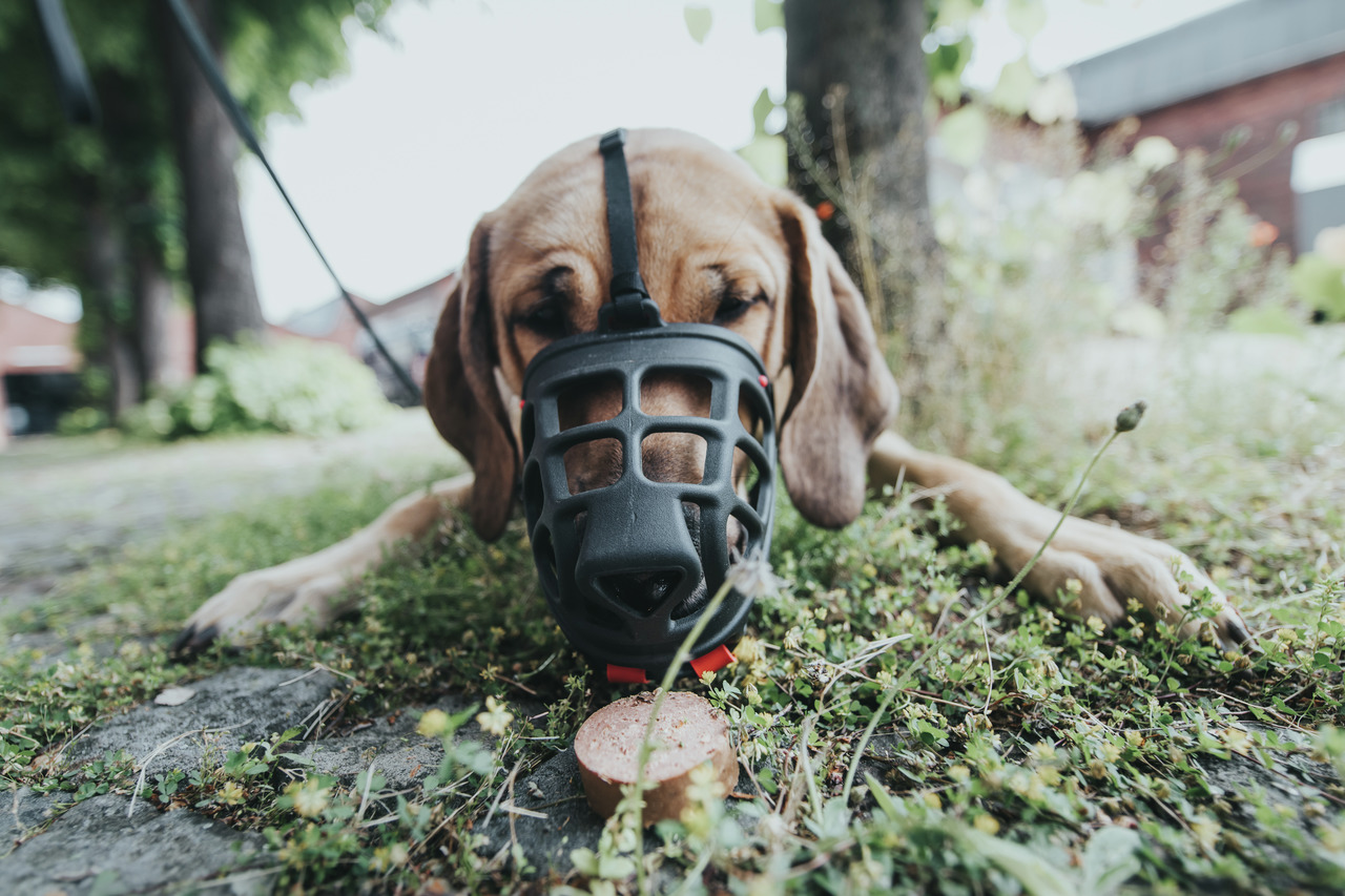 HUNTER Maulkorb, ergonomisch, Schutz+Komfort, für mittelgroße-große Hunde. Hund kann Leckerli riechen.