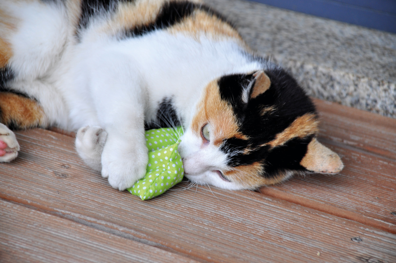 Eine dreifarbige Katze spielt auf einer Holzterrasse mit einem grünen Katzenspielzeug in Form eines Kissens, das mit weißen Punkten verziert ist. Es handelt sich um das Aumüller Baldrian-Kissen für Katzen, geeignet für alle Altersgruppen. Das Spielzeug en