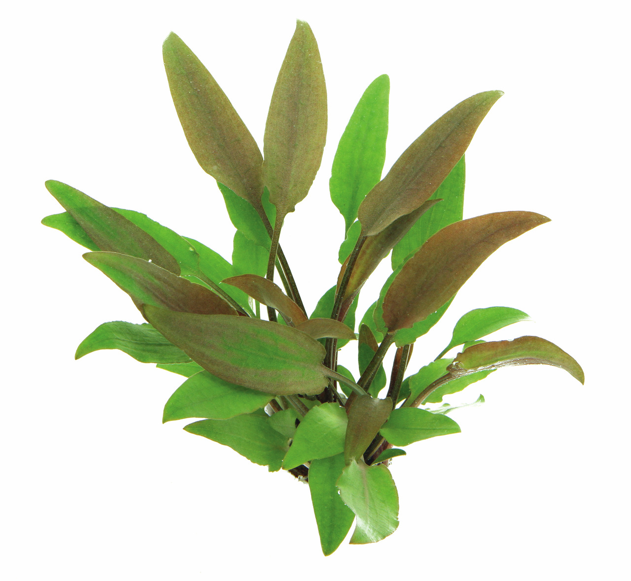 Cryptocoryne wendtii 'Brown', Wasserpflanze für Aquarien, braun-grüne Blätter, pflegeleicht, ideal für Anfänger & erfahrene Aquarianer.