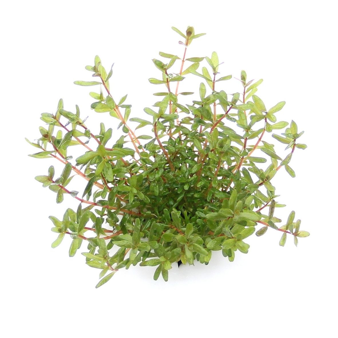 ALOHA Rotala rotundifolia LAOS