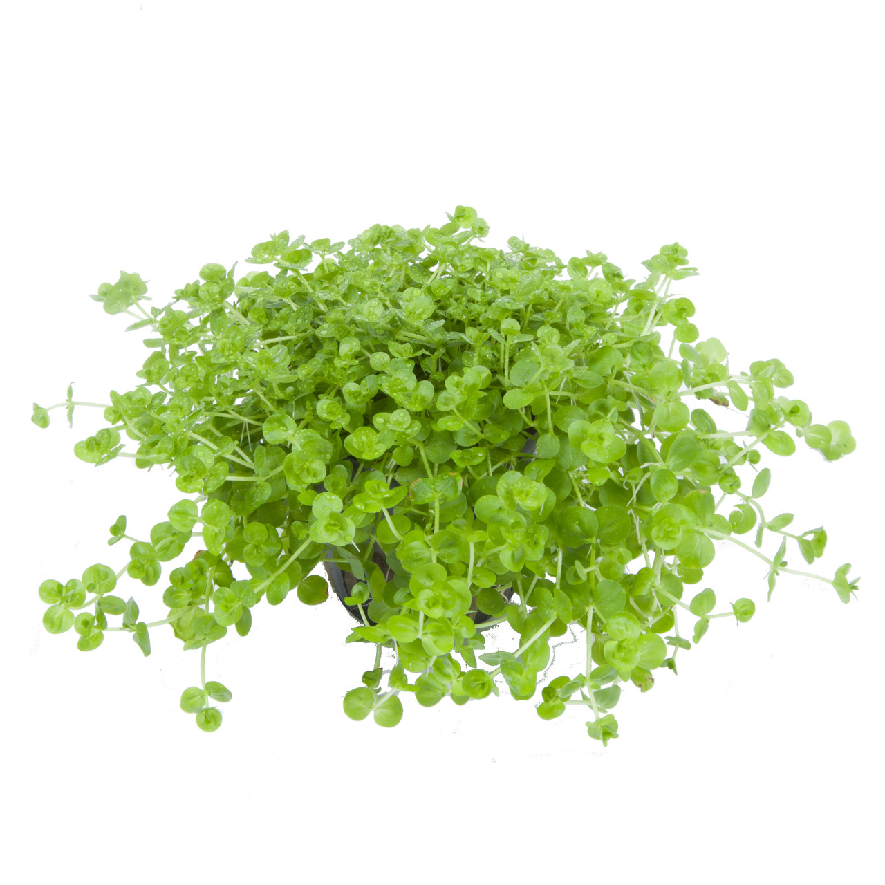 Das Bild zeigt eine grüne Aquarienpflanze der Marke Tropica, Produktname "Micranthemum 'Monte Carlo'", die in einem Topf präsentiert wird. Diese Pflanze ist für Aquarienliebhaber geeignet und dient als Bodendecker. Sie zeichnet sich durch ihre kleinen, ru