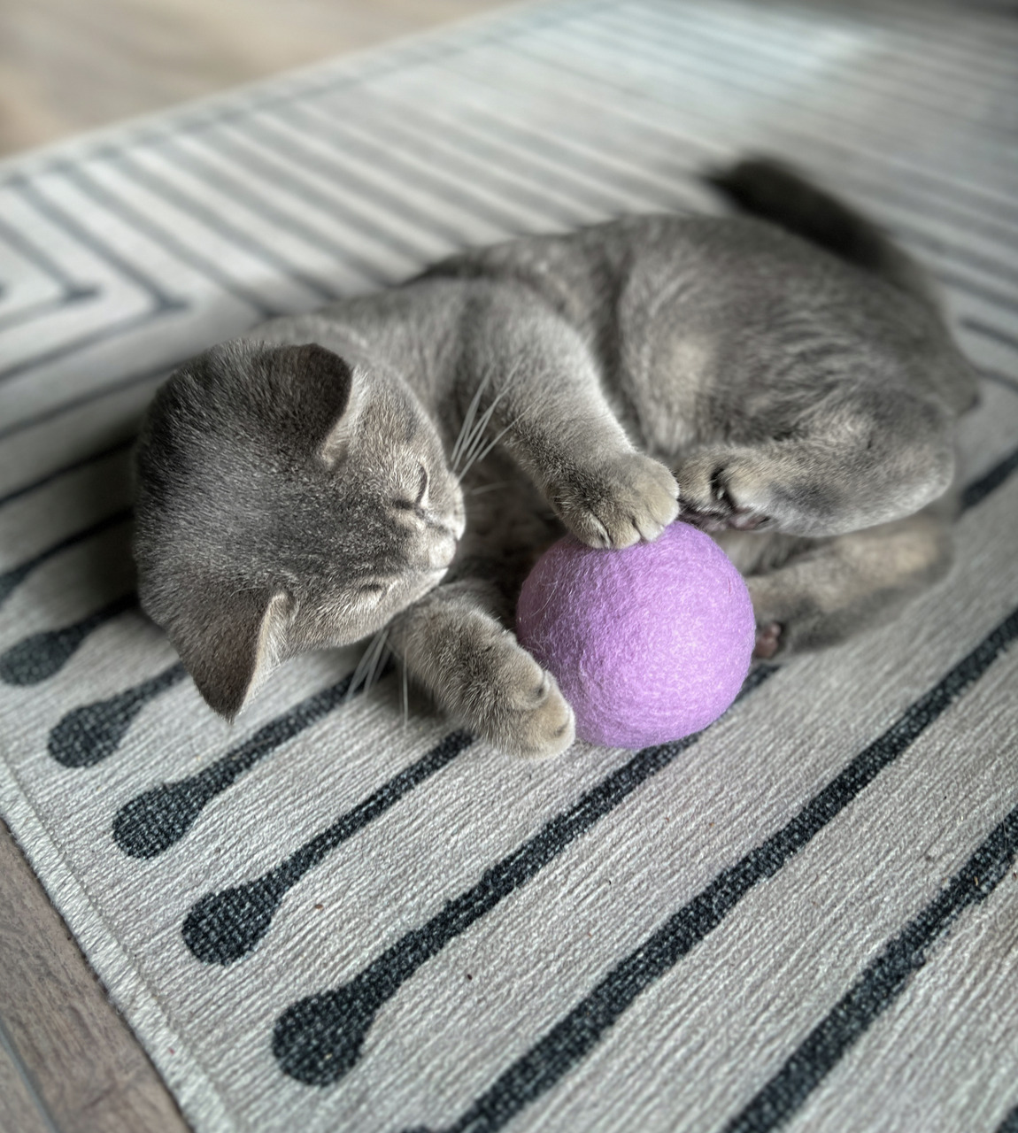 Aumüller Katzenspielzeug, lila Filzball, fördert Aktivität & Spieltrieb, für Katzen, Geschmacksrichtung: nicht zutreffend.