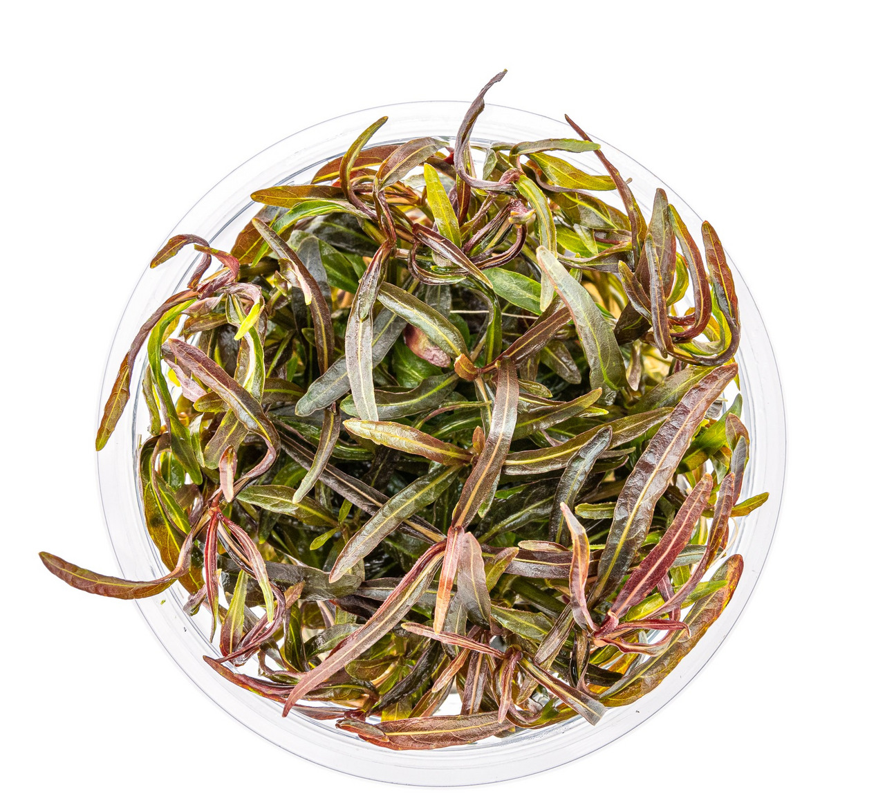 ALOHA Wasserpflanzen, für Aquarien, Dekoration & Sauerstofflieferant, natürliche Optik, grün/rot, in transparenter Plastikschale.