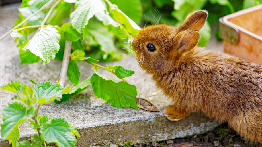 Beschaeftigung Fr Kaninchen Teaser %281%29