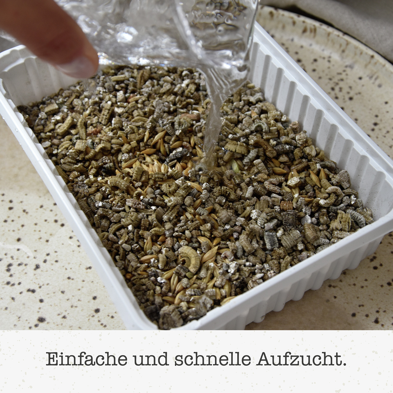 Das Bild zeigt eine rechteckige Plastikschale, die mit einer Mischung aus Samen und Substrat gefüllt ist. Eine Hand gießt Wasser aus einem transparenten Behälter darauf, um die Mischung zu befeuchten. Im Hintergrund ist ein heller, gesprenkelter Untergrun