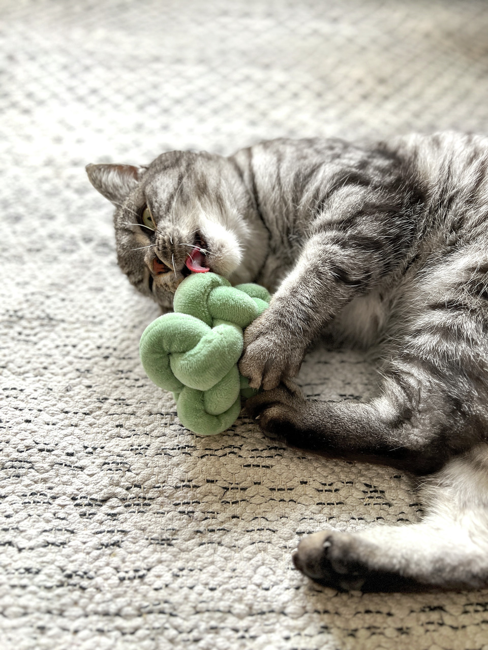 Eine grau getigerte Katze spielt auf einem hellen Teppich mit einem grünen, knotenförmigen Katzenspielzeug der Marke Aumüller. Das Spielzeug ist speziell für Katzen entwickelt und fördert aktives Spielen. Die Katze wirkt entspannt und genießt das Spiel.
