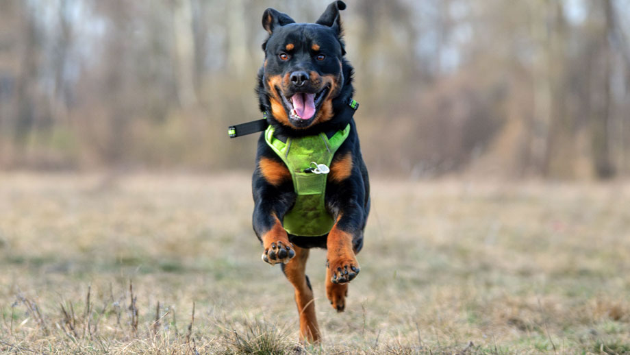 Rottweiler beim Rennen