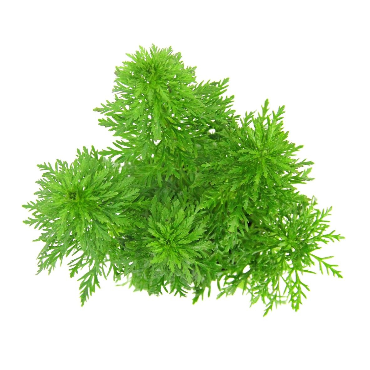 ALOHA Limnophila sessiliflora