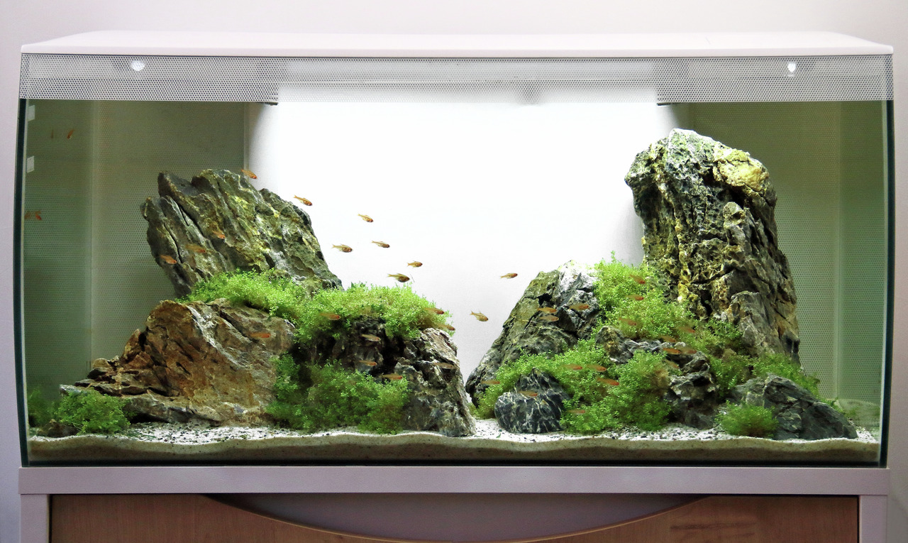 Fluval Aquarium, ideal für Aquaristik-Enthusiasten, mit Moos-Felsen, Pflanzen, Sandboden, klarem Wasser & kleinen, orangefarbenen Fischen.