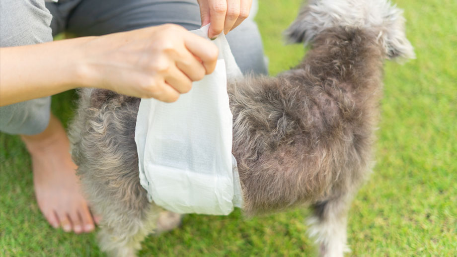 Hund mit Rüdenbinde