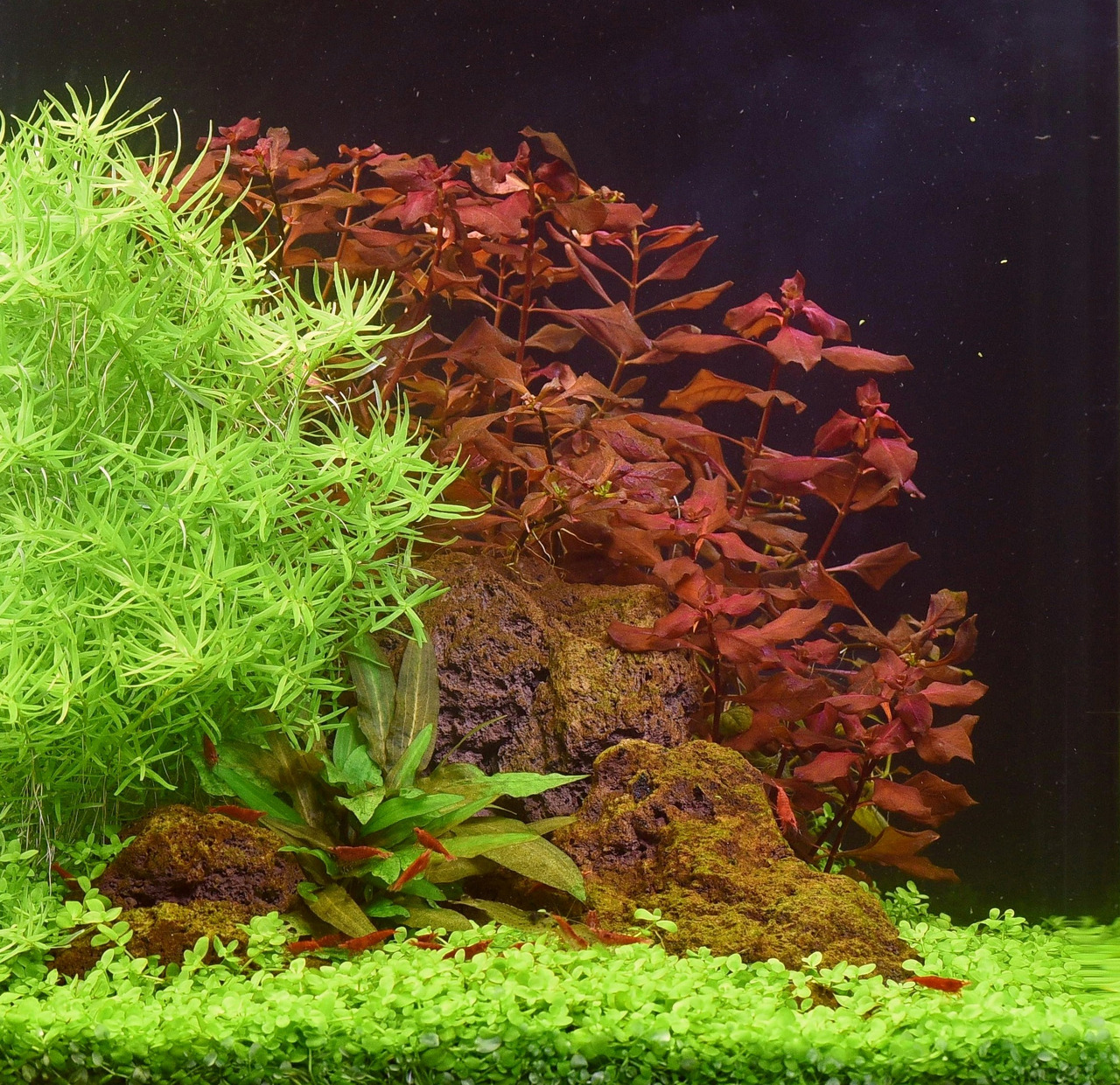 Üppig bepflanztes Aquarium mit grünen & roten Pflanzen, roten Garnelen auf Moos & Bodendecker, schafft lebendige Unterwasserlandschaft.