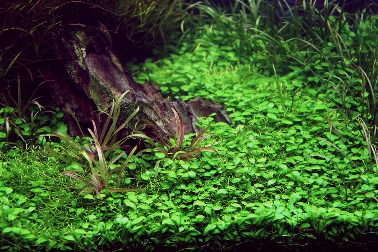 Üppig bepflanztes Aquarium mit Bodendeckern, moosbedecktem Stein u. hohen Pflanzen im Hintergrund für natürliche Ästhetik.