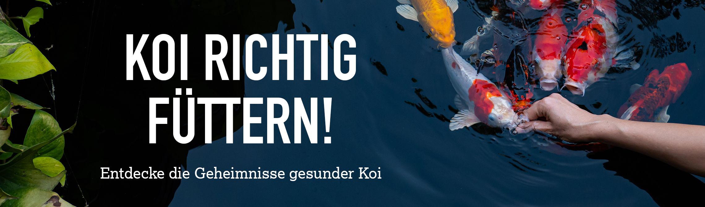 Koi Fttern Content 2280x670px D Lp