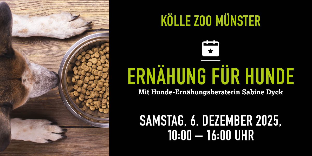 Weiß-braun gefleckter Hund sitzt vor einem vollen Futternapf