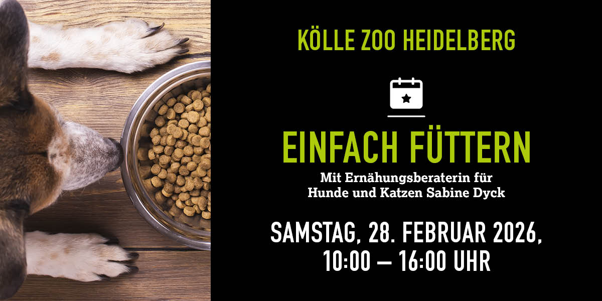 Weiß-braun gefleckter Hund sitzt vor einem vollen Futternapf