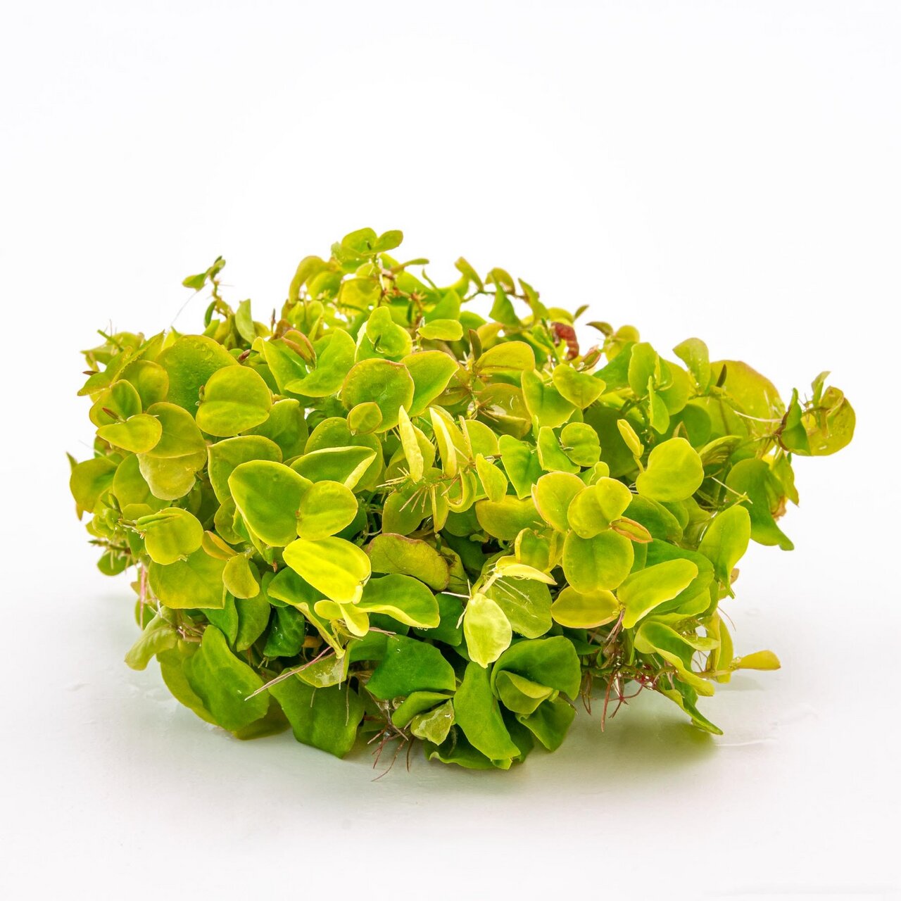 ALOHA Wasserpflanze, für Aquarien, leuchtend grüne runde Blätter, Deko & Versteck für Fische, ideal für Unterwasserlandschaften.