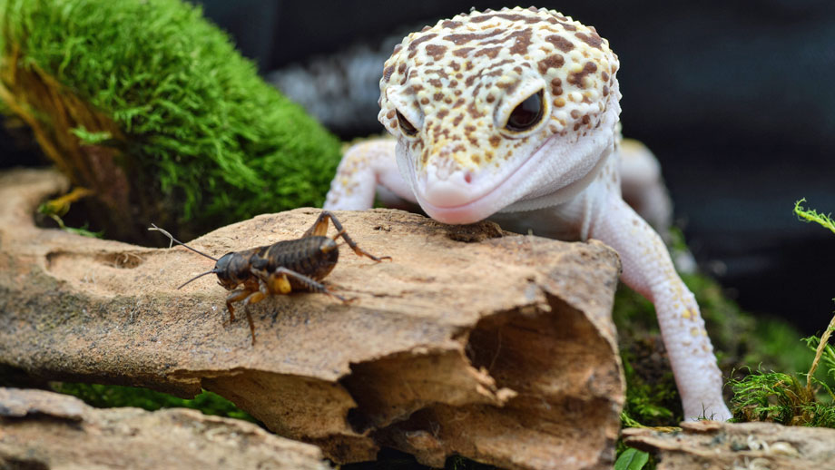 Leopardgecko fixiert Beute