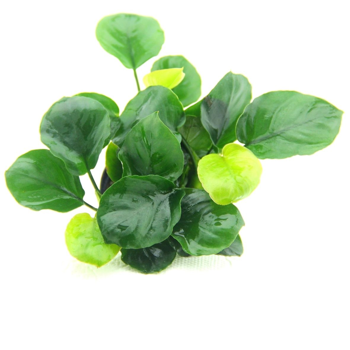 ALOHA Anubias barteri COIN LEAF