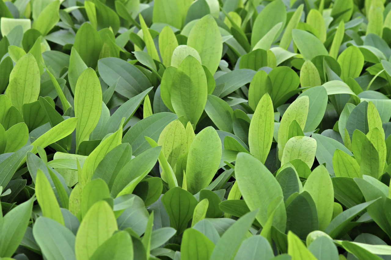 Nahaufnahme frischer, grüner Wegerichblätter (Plantago): glatte Textur, feine Adern, lebendige Farbe – Symbol für Natur & Nachhaltigkeit.