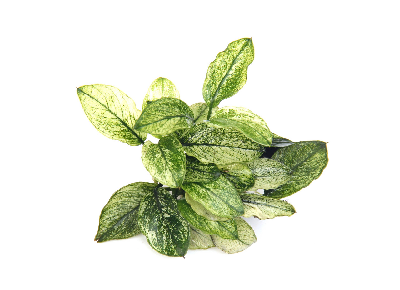 Grüne Zimmerpflanze mit marmorierten Blättern, glänzender Oberfläche, länglich, gesund, ideal für Innenräume, im schwarzen Topf.