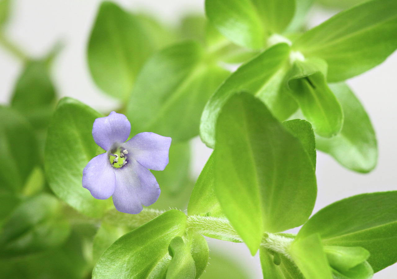 Nahaufnahme einer violetten Blüte mit 5 Blütenblättern, umgeben von grünen Blättern, im Fokus mit feinen Details und weicher Textur.