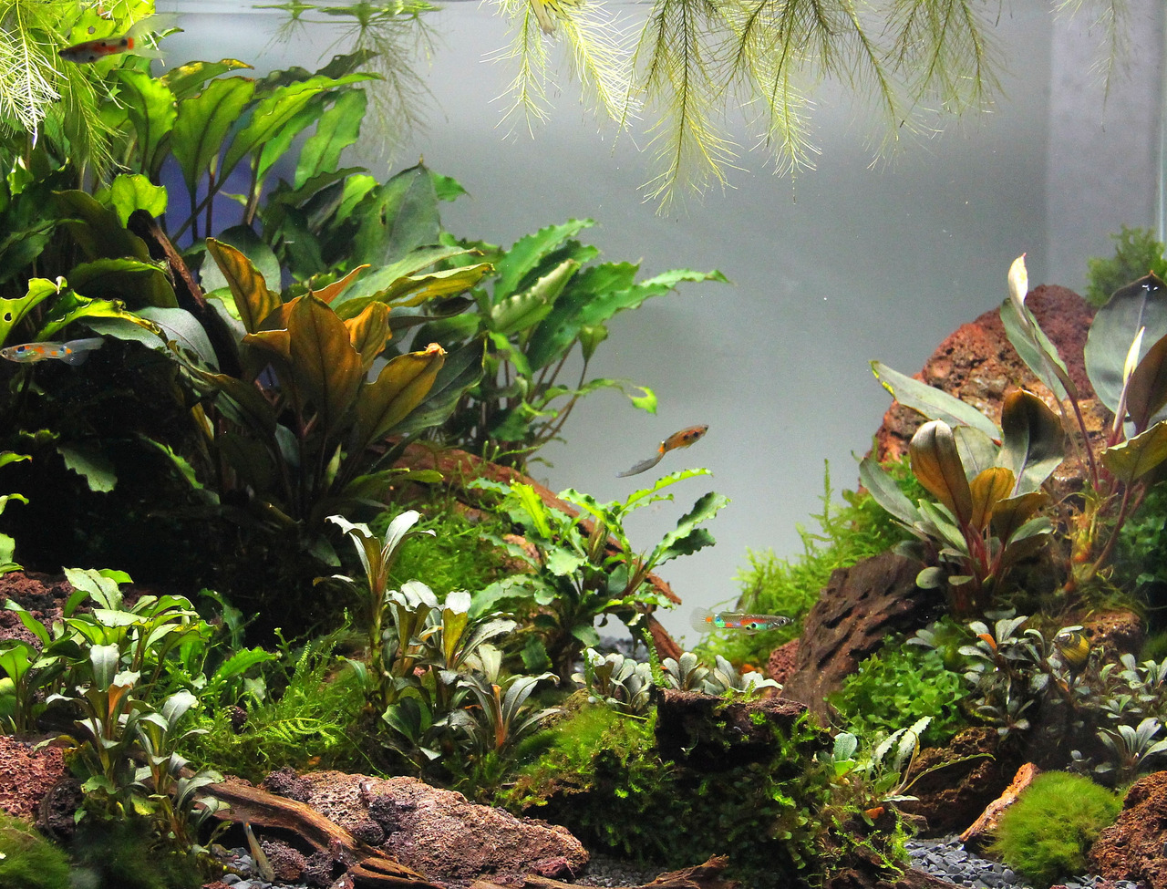 Üppig bepflanztes Aquarium mit Wasserpflanzen & Zierfischen (Guppys, Neonfische), versch. Grüntöne, Pflanzen auf Steinen & Substrat.