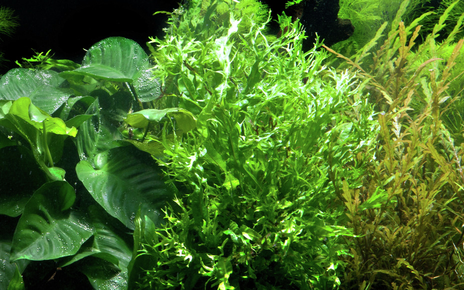 Aquarienpflanzen-Set: Anubias & Microsorum, ideal für Aquarienliebhaber. Natürl. Unterwasserlandschaft, leuchtend grün, harmonisch.