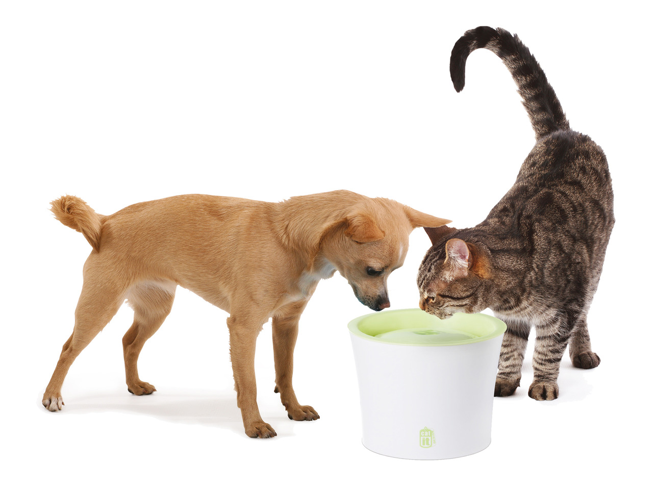 Catit Trinkbrunnen für Katzen & kl. Hunde, grüne Oberseite, fördert Hydration durch fließendes Wasser.