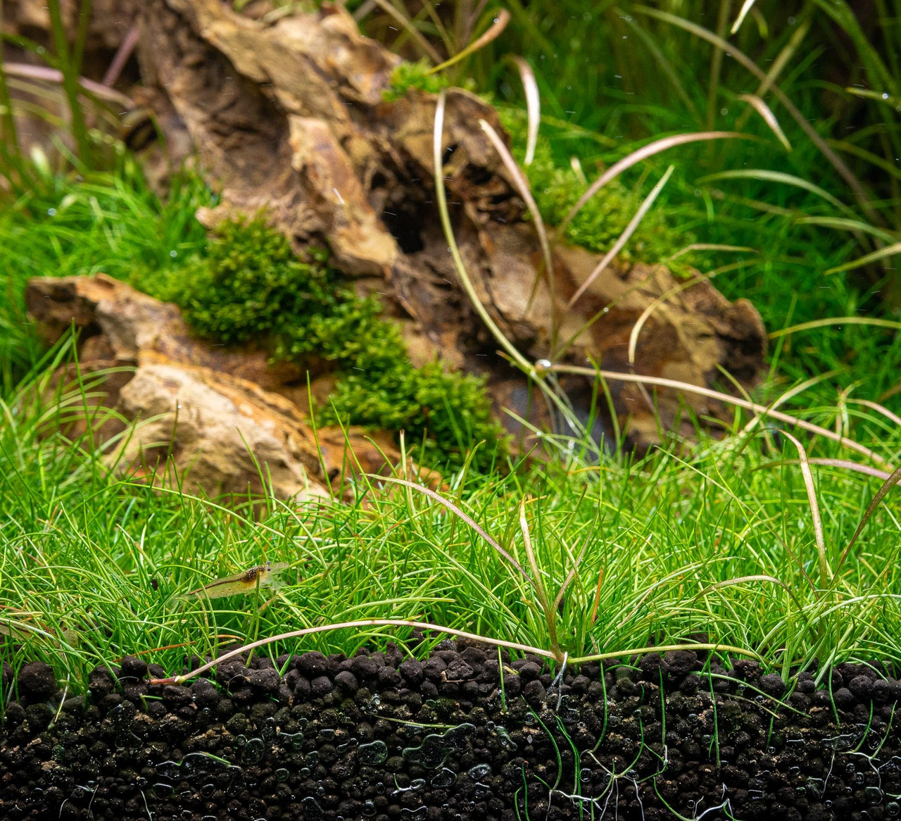 Detailreiche Unterwasserlandschaft mit grünem Bodendecker, Wurzeln & Moos. Kleine Garnele sichtbar. Perfekt für Aquaristik-Fans.