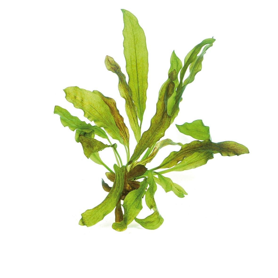 ALOHA Wasserpflanze, für Aquarien, lange gewellte Blätter, Hell- bis Dunkelgrün, dekorativ, Versteckmöglichkeit, ideal für Süßwasser.