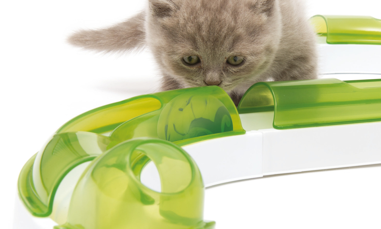Catit Senses 2.0 Spielschienen-Set für Katzen, interaktives Spielzeug zur Sinnesstimulation, weiß-grün, ideal für alle Altersgruppen.