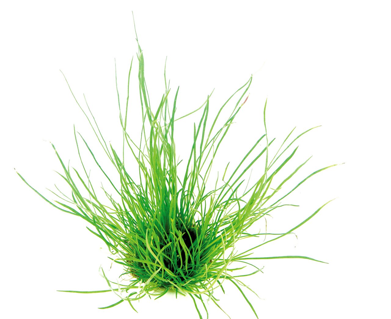 ALOHA Katzengras, Nahrungsergänzung für Katzen, unterstützt Verdauung & reduziert Haare im Magen, saftig grün, Menge für täglichen Bedarf.