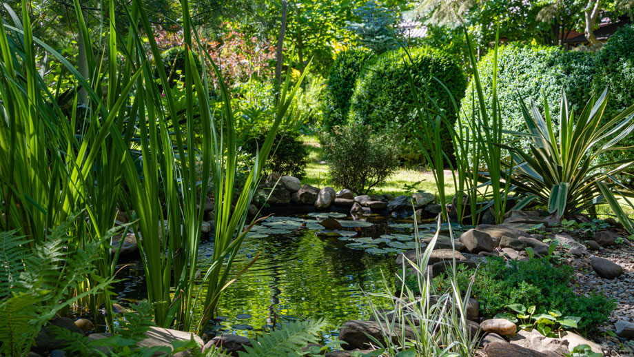 Naturnaher Gartenteich, umgeben von dichter Uferbepflanzung und Steinen.