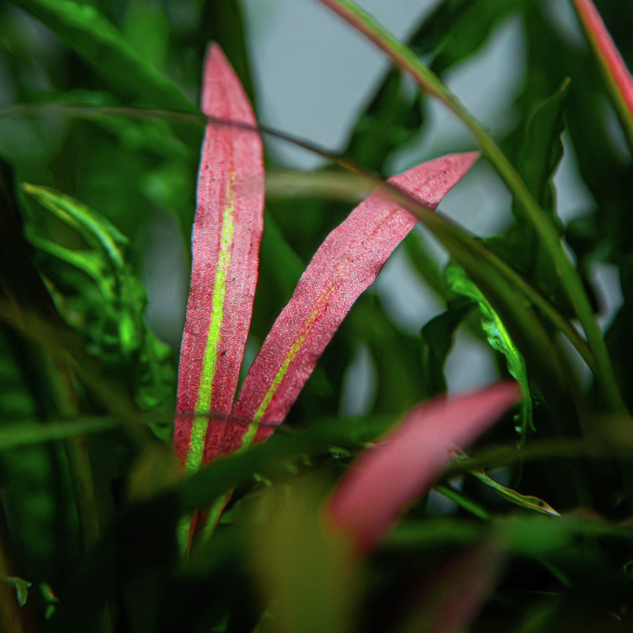 Tropica Cryptocoryne Flamingo, Wasserpflanze mit rosa-roten Blättern & hellgr. Streifen, ideal f. Aquarien, farbl. Akzente.
