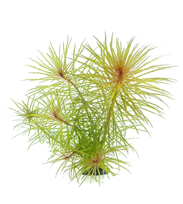 ALOHA künstl. Aquarienpflanze, grün, nadelartige Blätter, realistische Optik, für Süßwasser-Aquarien, bietet Fischen Verstecke.