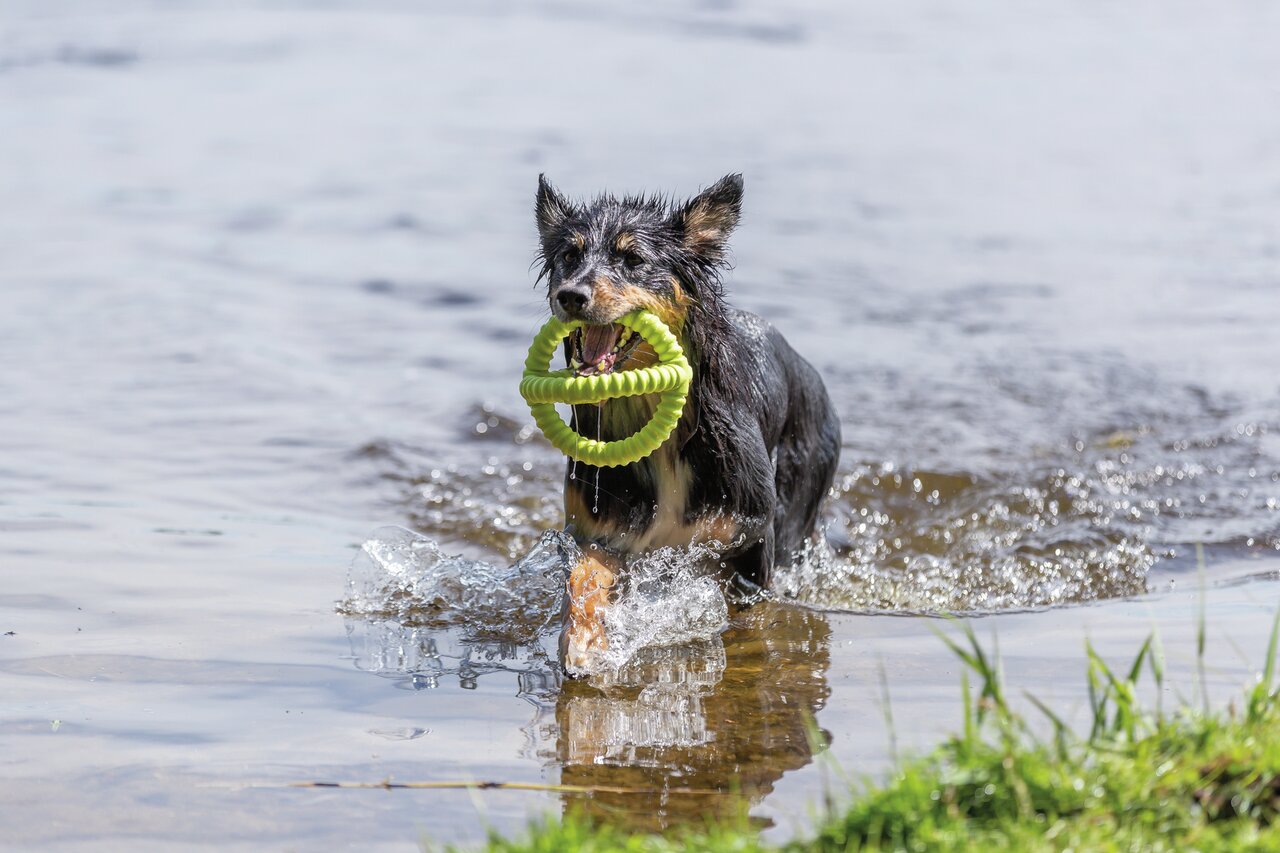 Hund spielt im Wasser mit grünem TRIXIE-Ring. Zielgruppe: Hunde. Fördert Bewegung und Spaß. Robust und wasserfest.