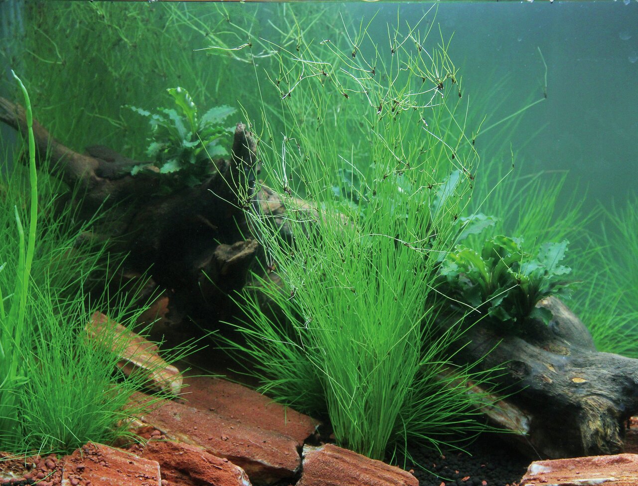 Üppig bepflanztes Aquarium mit Gräsern, Blätterpflanzen auf Holz, rotem Kiesboden – natürliche, beruhigende Unterwasserlandschaft.