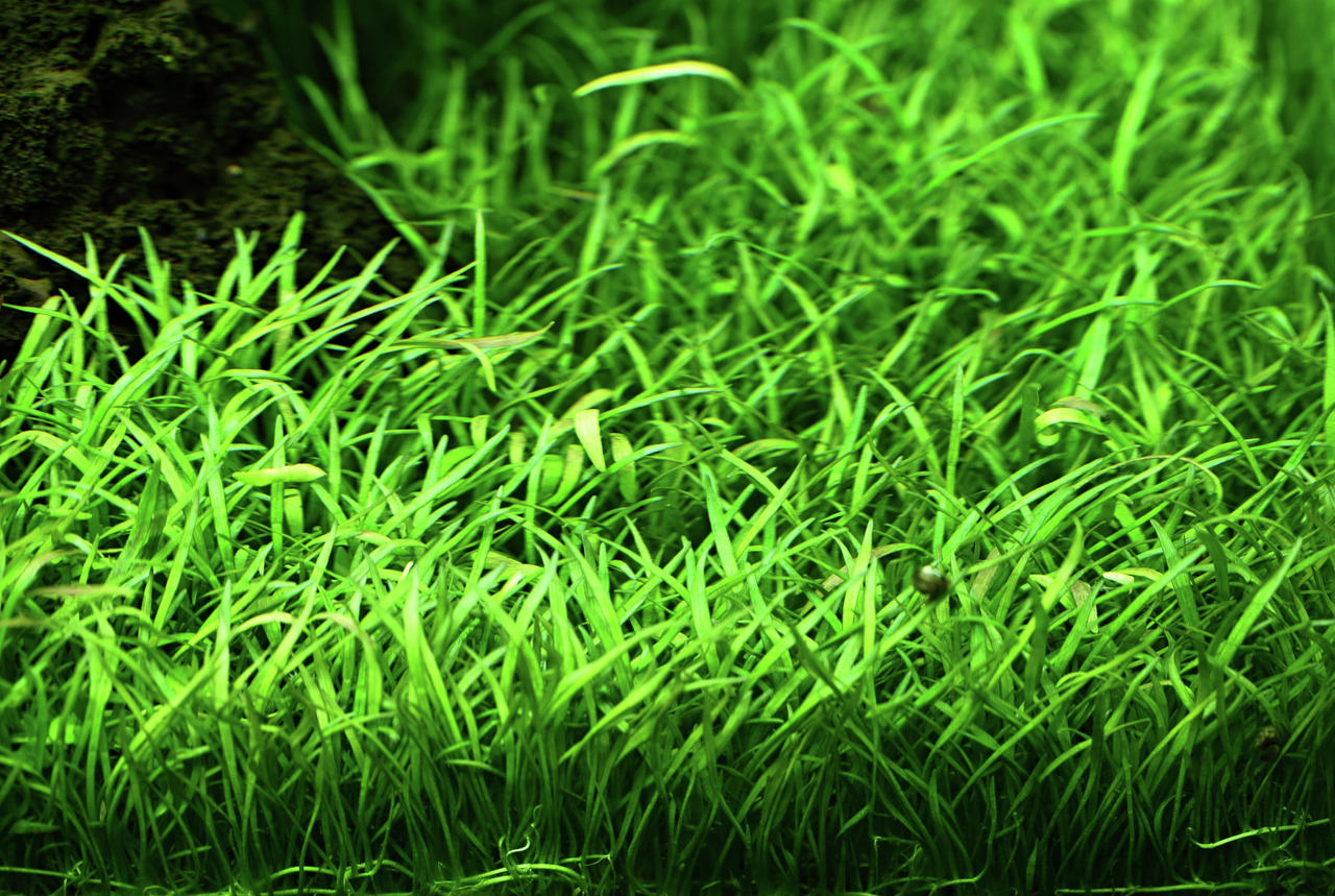 Das Bild zeigt das Produkt "Tropica Eleocharis acicularis Mini", ein Aquarienpflanzenprodukt der Marke Tropica. Es handelt sich um eine feine, grasartige Pflanze, die speziell für Aquarien entwickelt wurde. Zielgruppe sind Aquarienbesitzer, die eine dicht