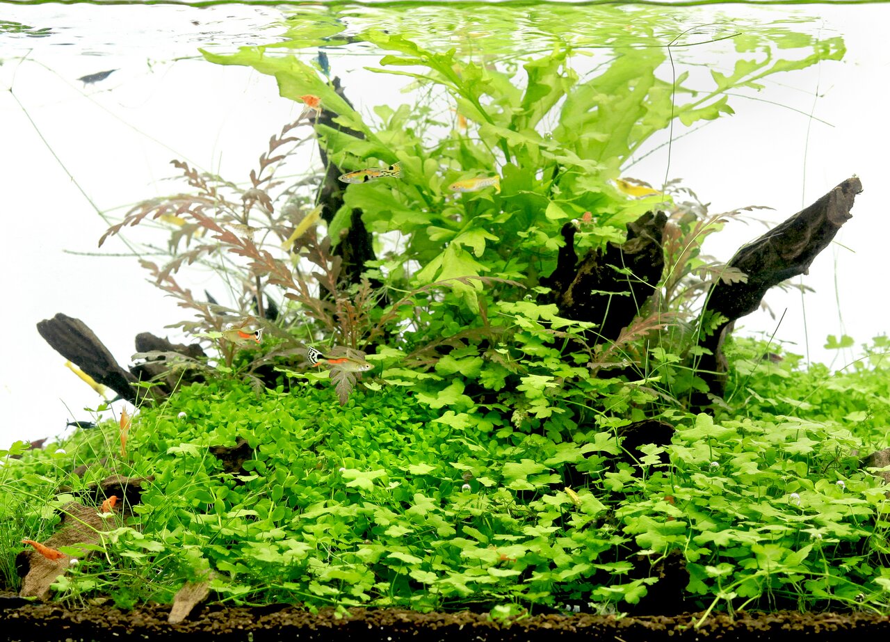 Üppig bepflanztes Aquarium mit Guppys & Garnelen, Bodendecker-Teppich, dekorativen Wurzeln & klarer Sicht.