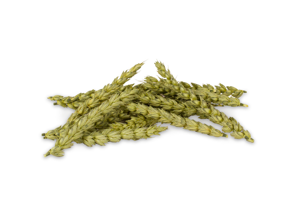 JR FARM Kolbenhirse grün, Ergänzungsfutter f. Ziervögel (Wellensittiche, Kanarien, Papageien), nährstoffreich, 100 g.