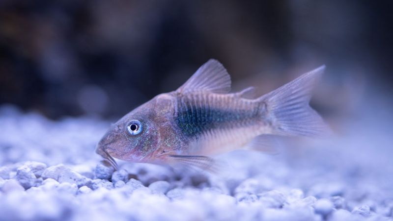 Steckbrief Corydoras aeneus