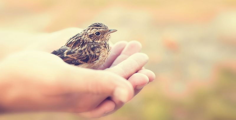 Vogelbaby Gefunden – Was Tun?