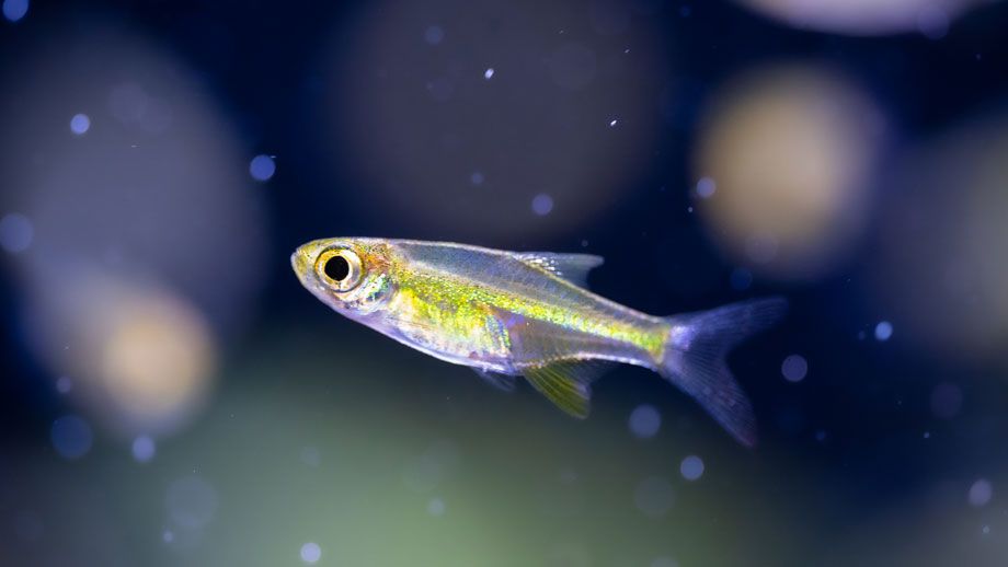 Fische & Co für Dein Nano Aquarium